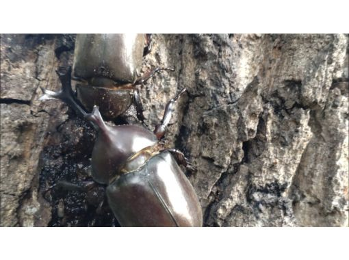 [Tokyo/Tachikawa] From 21:00 (2nd time when catching is possible, small group) *Family friendly* Midnight tour, rhinoceros beetle exploration! Held only from June to Augustの画像
