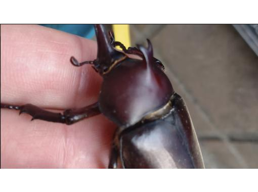 [Tokyo/Fuchu] From 19:00 to 21:00 (you can return home around 22:00) *For young children and families *Beetle and stag beetle observation experience★の画像