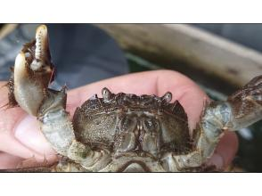 [Tokyo Chofu] Summer special 2nd, upper middle class conquered, tour in English only children participate 6 hours, 10 species capturedの画像