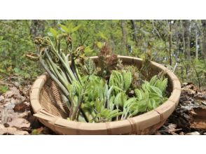 [Yamanashi / Kawaguchiko] For families A tour to search for wild vegetables and eat them as tempura