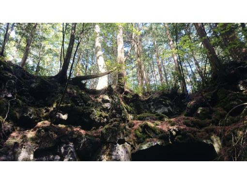 [Yamanashi/ Kawaguchiko] Aokigahara Jukai trekking & cave tour, Yamanashi 30 years of weekend life guideの画像
