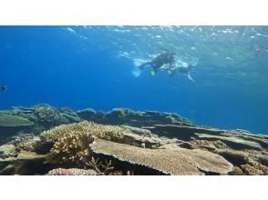 [Okinawa, Minna Island] Minna Island snorkeling or skin diving tour!の画像
