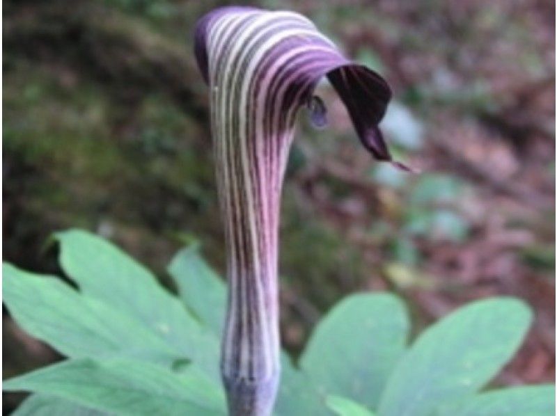 【鹿児島・屋久島】西部林道・照葉樹林原生林トレッキングツアー(1日コース)