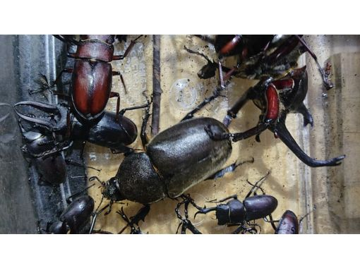 [Tokyo/Kokubunji] From 23:00 (Small groups, the best time to catch them) *For elementary school students and families *Midnight insect observation, tour to search for rhinoceros beetles and stag beetles in the middle of the nightの画像
