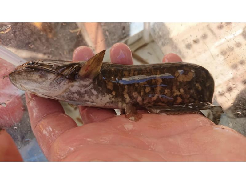 [Tokyo/Chofu] Family-friendly Exploration to find frogs, turtles, fish, insects, birds, etc