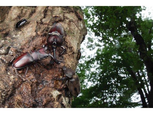[Tokyo/Chofu] 4:00 AM to 7:00 AM Morning Tour * For families * Exploration of beetles and stag beetles captured in the wooded forest (mobile bicycle with front and rear child seats)の画像