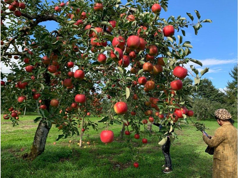 [Yamagata/Nishimurayama] Apple picking ♪ All-you-can-eat for 30 minutes! Comes with a nice souvenir (3 apples)の紹介画像