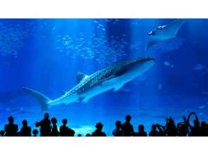 ★From October 1st★ [Departing from Naha/Chatan, Okinawa] Glass boat and Bise Fukugi Tree Line, Churaumi Aquarium (with admission ticket), American Village (Course B)