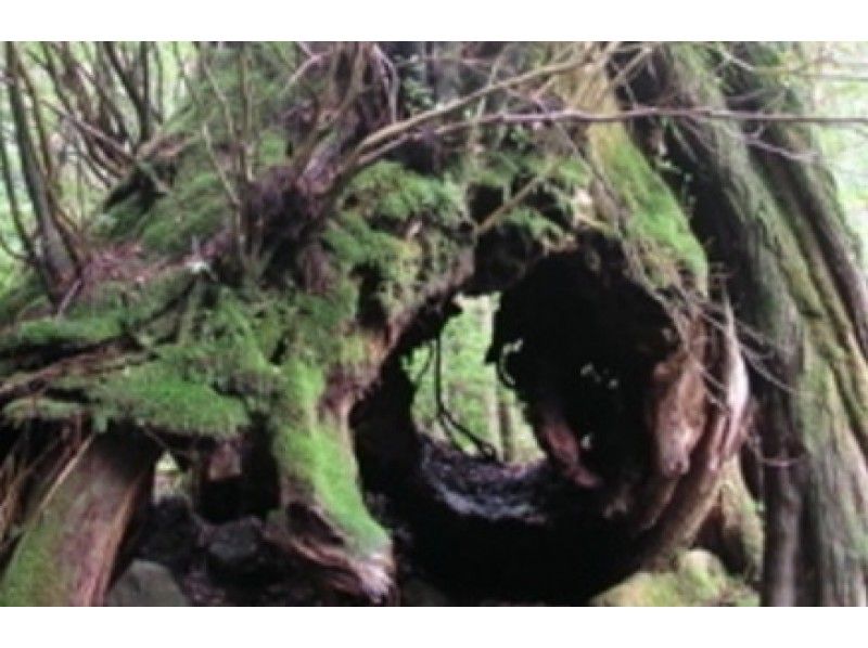 【鹿児島・屋久島】縄文杉一泊トレッキングキャンプツアー(一泊二日)