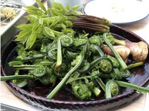 【新潟・十日町】山菜採りアドベンチャー（ランチ付き）