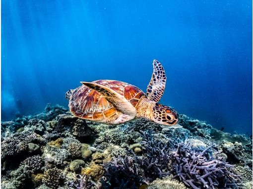 ウミガメ探索コース♪【慶良間ボート体験ダイビング２本／本島中部 宜野湾発】自社船開催☆写真無料☆送迎OK☆３本目OK☆お一人様OKの画像