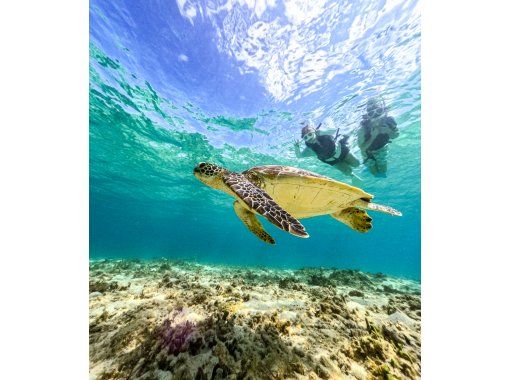 Same-day participation is welcome! For sea turtle lovers, come to Onna Village for the "Beach Snorkeling Sea Turtle Tour"の画像