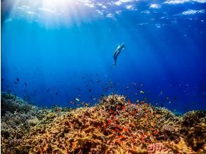 【沖縄・宮古島】さぁー絶景へ！日本最大級のサンゴ礁群八重干瀬＆青の洞窟ボートシュノーケリングツアー♪初心者歓迎！（送迎・写真・動画サービス）