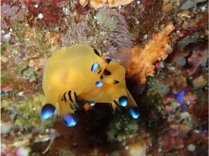 三浦半岛的潛水點　海蛞蝓