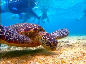 《Spring campaign in progress♪》 Approximately 30 minutes from Naha [Snorkeling tour at a natural beach where sea turtles live]★Free transportation★Free fish feeding★の画像
