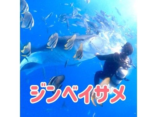 【体験ダイビングでジンベイサメを見に行こう】那覇市内送迎付き/水中写真・動画プレゼントの画像