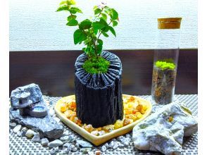 【新宿☆15％OFF】和の趣きを魅せる｢苔の炭鉢｣ づくり体験☆ 只今無料オプションでミニ瓶苔テラリウムも作れます♪