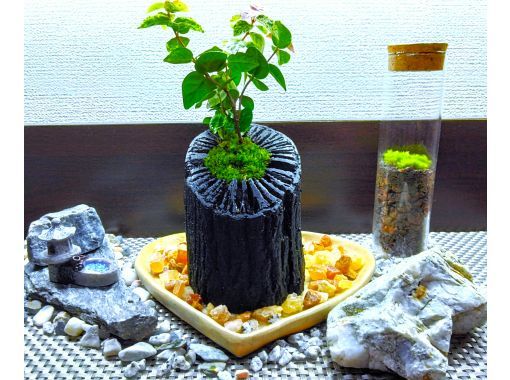 【新宿☆心もなごむ炭飾り】和の趣きを魅せる『苔の炭鉢』づくり の画像