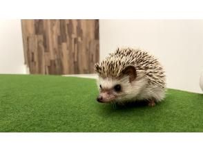 Cafe where you can interact with hedgehogs Shabe Community Sendai store