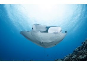 【冬季限定】黒島水面マンタとシュノーケル！海亀や回遊魚とも出会えるかも！