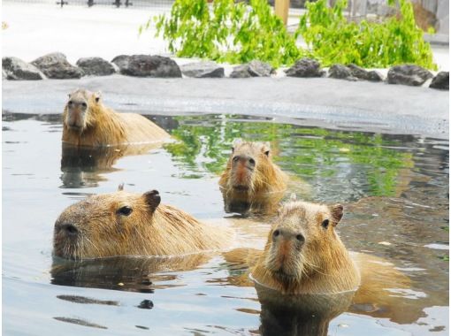 482【熊本・阿蘇】路線バスの旅_雄大な阿蘇を全身で満喫！阿蘇山上と阿蘇ファームランドの画像