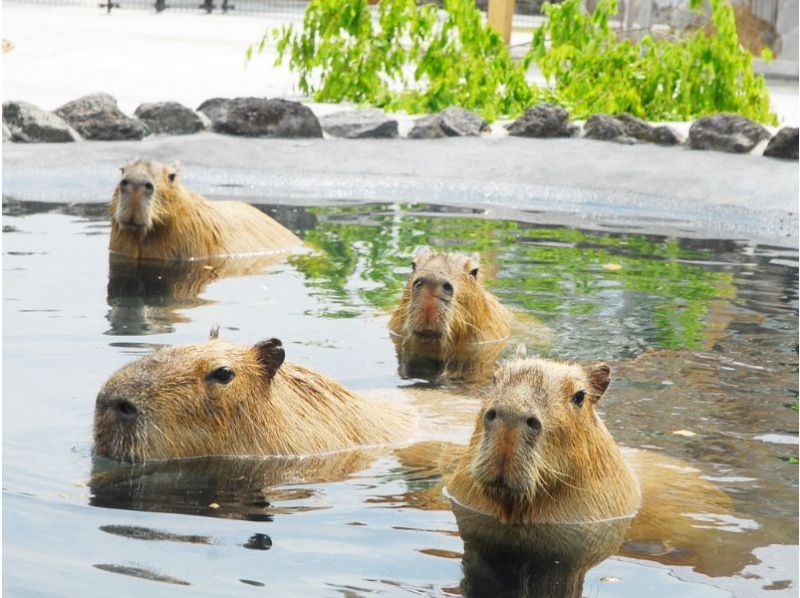 482【熊本・阿蘇】路線バスの旅_雄大な阿蘇を全身で満喫!阿蘇山上と阿蘇ファームランド