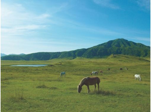 478路[熊本/阿苏]巴士之旅：草千里和阿苏山风景区，含赤牛汉堡午餐の画像