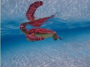 [Miyakojima] Super Summer Sale [Snorkeling Tour] ☆Select from☆ Sea Turtle/Tropical Fish/Coral Snorkeling (Underwater Photos Included)
