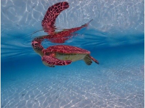[Okinawa Miyakojima] [Snorkeling tour] Beginners welcome! ☆Selectable courses☆ Sea turtle/tropical fish/coral snorkeling (underwater photos included)の画像