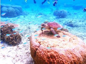 ☆A natural aquarium with sea turtles and clownfish☆Beginner-friendly snorkeling at John Man Beach♪♪Luxurious hospitality from an experienced guide☆Transportation includedの画像