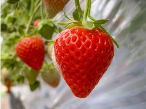 ฟาร์มสตรอเบอร์รี่ Karuizawa Garden Farm