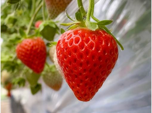 [Nagano, Karuizawa] <Opening July 16th ☆ Summer/Autumn Strawberry Picking> You can take home the strawberries you pick ★ Free condensed milk ★ 15 minutes by car from Karuizawa Station! Beginners and children welcome!の画像