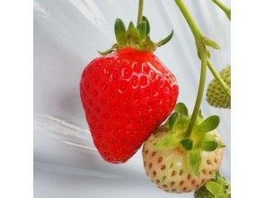 軽井沢ガーデンファームいちご園　［Karuizawa Gardenfarm Strawberry Picking］