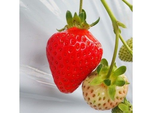 [Nagano, Karuizawa] <Opening in July! Rare summer and autumn strawberries picked in fixed quantities> Picked strawberries can be taken home ★ Free condensed milk ★ 15 minutes by car from Karuizawa Station! Beginners and children welcome!の画像