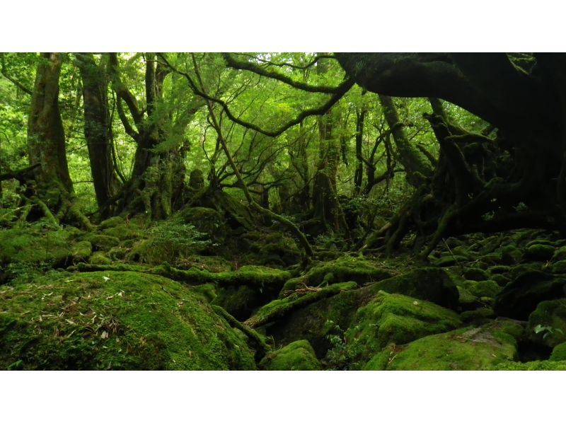 【鹿児島・屋久島】白谷雲水峡の苔むす森、初心者OK！ガイドと森歩き半日コースの紹介画像
