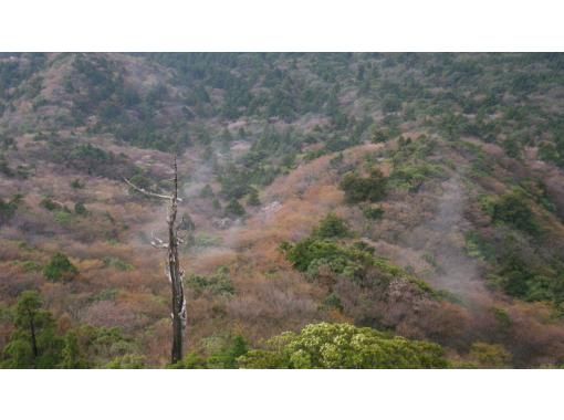 【鹿児島・屋久島】白谷雲水峡の絶景！太鼓岩を目指す一日トレッキングコース初心者OK！の画像