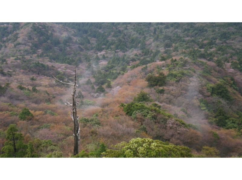 【鹿児島・屋久島】白谷雲水峡の絶景！太鼓岩を目指す一日トレッキングコース初心者OK！の紹介画像