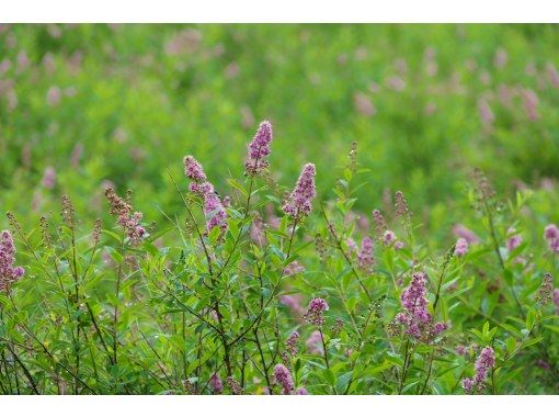 【植物好きガイドと一緒に歩く】植物がもっと好きになる！お花ちゃんとフラワーハイキング【栃木・奥日光】の画像