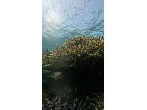 [Okinawa/Miyakojima] Snorkeling ☆ Just like an aquarium! Beginners are also welcome! Let's make wonderful memories with lots of fishの画像