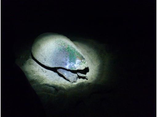 【屋久島・大人気！】ウミガメ産卵観察ｏｒ孵化観察ツアー　（ナイトツアー）の画像