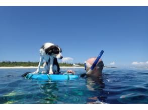 ジャングリア沖縄に近い本部町の海で愛犬とシュノーケリング！クルーザーを貸し切って愛犬と一緒に泳ごう！！