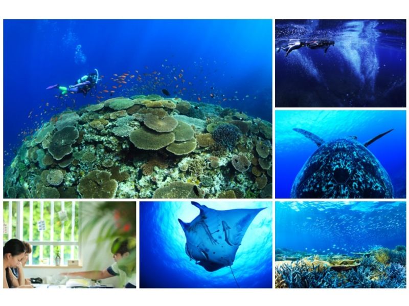 [Ishigaki Island / 1 day] Boat cruise, spectacular coral, manta rays and sea turtles 4 experience diving, popular cafe lunch, equipment, drinks, towels includedの紹介画像
