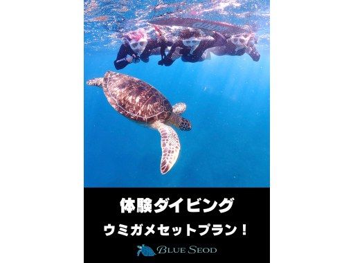 【石垣島・午前、午後2便・3時間】旅行日程に合わせやすい｜初心者向け｜専属ガイドがご案内｜体験ダイビング&ウミガメシュノーケルー写真無料ーの画像