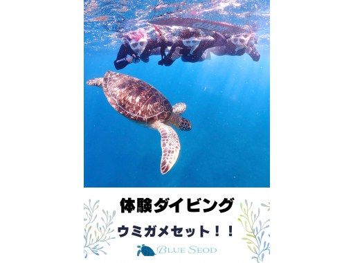 【石垣島・午前、午後2便・3時間】旅行日程に合わせやすい｜初心者向け｜専属ガイドがご案内｜体験ダイビング&ウミガメシュノーケル【写真無料】の画像
