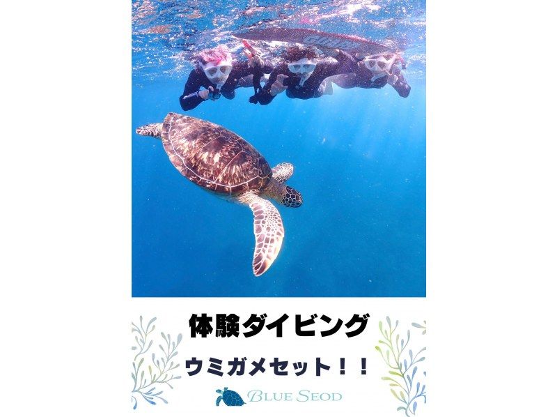 【石垣島・午前、午後2便・3時間】旅行日程に合わせやすい｜初心者向け｜専属ガイドがご案内｜体験ダイビング&ウミガメシュノーケルー写真無料ーの紹介画像