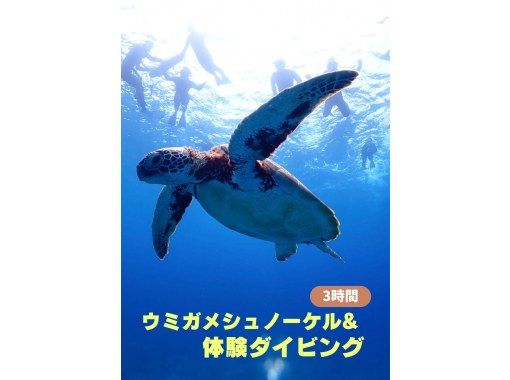 【学生応援価格あり】【石垣島・午後】☆午後からのセットプラン☆初心者向け体験ダイビング&ウミガメと泳ぐー写真無料の画像