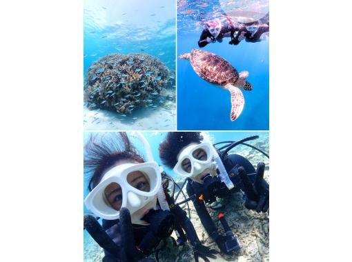 【石垣島・午前、午後2便】初心者向け｜専属ガイドがご案内｜体験ダイビング&ウミガメシュノーケル｜半日で石垣島海を満喫しましょう！の画像