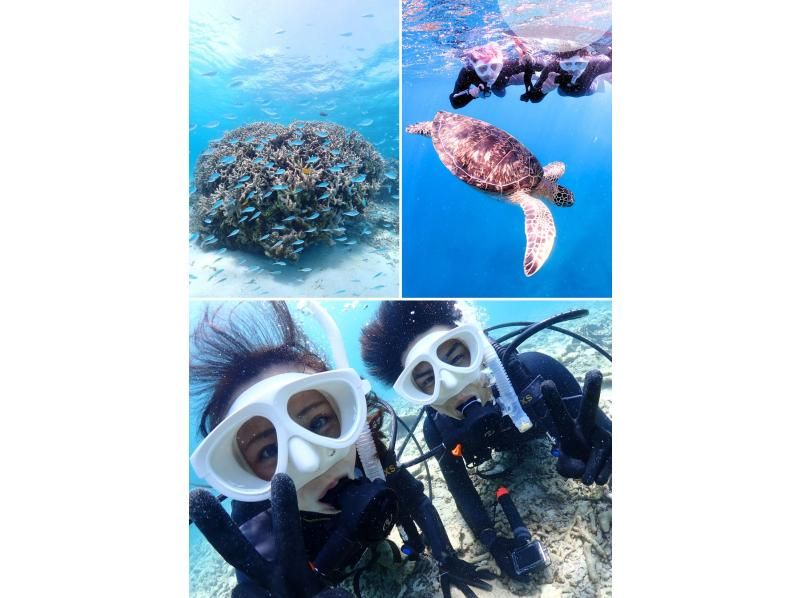 【石垣島・午前、午後2便・3時間】旅行日程に合わせやすい｜初心者向け｜専属ガイドがご案内｜体験ダイビング&ウミガメシュノーケルの紹介画像