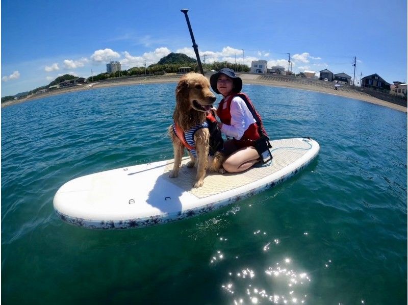 【千葉・南房総】初心者大歓迎！好アクセス！愛犬と感じる海の上の特別な時間。透明度の高い海でDOG SUP体験