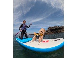 【千葉・南房総】初心者大歓迎！好アクセス！愛犬と感じる海の上の特別な時間。透明度の高い海でDOG SUP体験